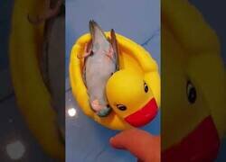 Enlace a Un loro muy chill se da un relajante baño