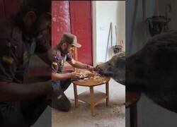 Enlace a Celebrando el cumpleaños de Nico el jabalí