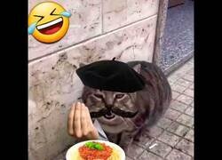 Enlace a El gato italiano