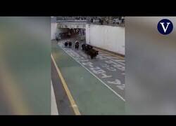 Enlace a Sueltan por error 9 toros en un pasacalles en Valencia