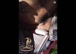 Enlace a Cuando te despiertas de la siesta con una cobra dentro de la camisa