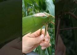 Enlace a El increíble tamaño de esta cigarra vista en Malasia