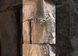 Enlace a Un gecko pelea contra una serpiente para liberar a otro gecko que tenía preso