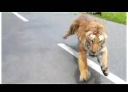 Enlace a Cuando vas en moto y un tigre te persigue