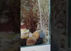 Enlace a Cangrejo se lo pasa en grande en su pecera