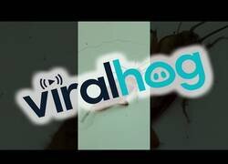 Enlace a 2 hormigas arrastran una cucaracha por las antenas