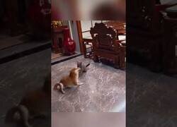 Enlace a La táctica de este perro para pelear contra un gato es... ¡dar vueltas!