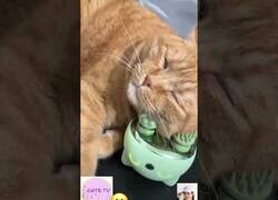 Enlace a A este gato le encanta su masajeador
