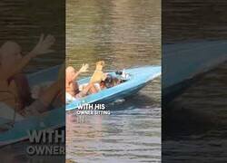 Enlace a El perro que sabía conducir lanchas motoras
