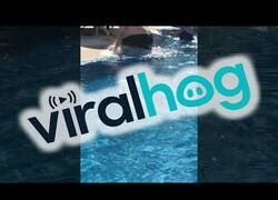 Enlace a Lagarto siembra el pánico en una piscina