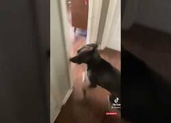 Enlace a El peor perro guardián de la historia