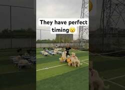 Enlace a Saltando a la comba con perros