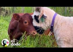 Enlace a Esta vaca bebé no podía vivir sin sus ovejas