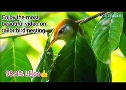 Enlace a El pájaro que sabe coser