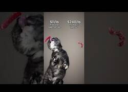 Enlace a Un gato probando la carne más cara del mundo, ¿la apreciará?