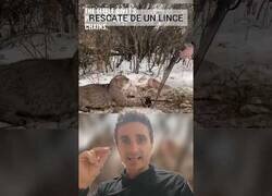 Enlace a Rescate de un lince para que no la ataque, buen método