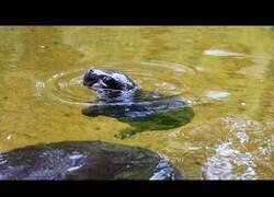 Enlace a Este bebé hipopótamo es lo más adorable que verás hoy
