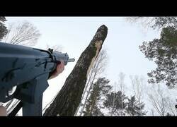 Enlace a Talando un árbol al estilo ruso