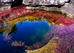 Enlace a Caño Cristales, el río colombiano considerado como el más bonito del mundo