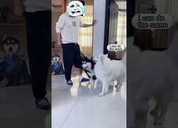 Enlace a Cuando te lesionas y tus perros te imitan