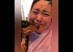 Enlace a La reacción de estos perros al darles un beso