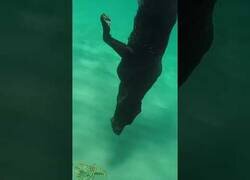 Enlace a El perro entrenado para atrapar langostas