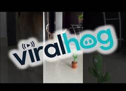 Enlace a Perro reaccionando al cactus que lo repite todo