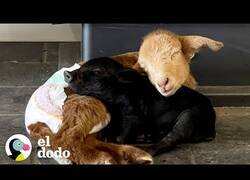 Enlace a Un cordero y un cerdo se convierten en mejores amigos