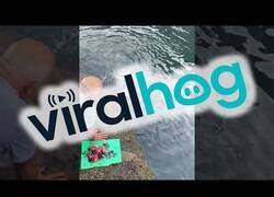 Enlace a Dando de comer a una manta raya