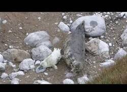 Enlace a Mamá foca rasca la espalda de su pequeño
