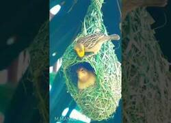 Enlace a Pájaros y sus habilidades para construir nidos