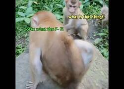 Enlace a Mono se asusta por un escarabajo que llevaba en la espalda