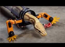 Enlace a Dándole patas a una serpiente