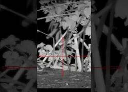 Enlace a Acabando con una plaga de ratas