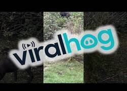 Enlace a Perro trepa un árbol para comer manzanas