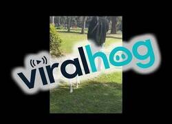 Enlace a La reacción de este perro perdido al reencontrarse con su familia