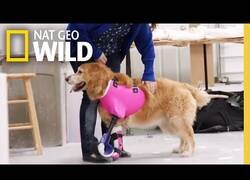 Enlace a Un perro prueba su nueva prótesis