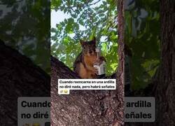 Enlace a Si yo fuera una ardilla...