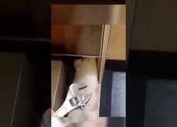 Enlace a El gato fontanero