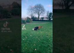 Enlace a El perro Messi