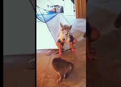 Enlace a La reacción de tu gato a tu nueva máscara de lobo