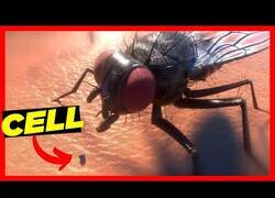 Enlace a Comparación 3D del tamaño de las células de nuestro cuerpo