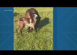 Enlace a Una cabra se enreda con la cola de un caballo