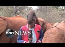Enlace a Cuando un bebé elefante interrumpe tu conexión en directo