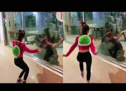 Enlace a Gorila reacciona (o no) a los bailes de una tiktoker