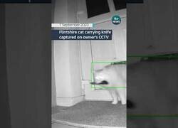 Enlace a Cámara capta a un gato entrando en casa con un cuchullo en la boca