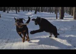 Enlace a Perro y pantera juegan juntos en la nieve