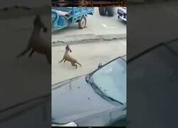 Enlace a El perro que huía de una rueda