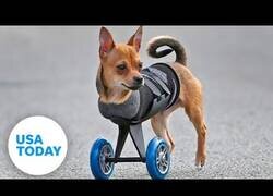 Enlace a Para este perro todo va sobre ruedas