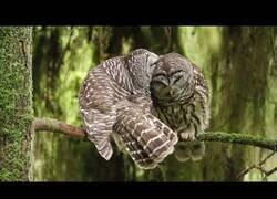 Enlace a Dos búhos enamorados